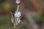 Carolina milkweed